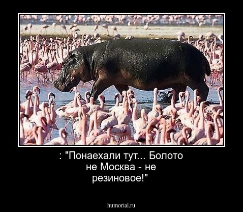  : "Понаехали тут...  Болото не Москва - не резиновое!"