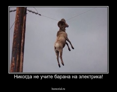 Никогда не учите барана на электрика!