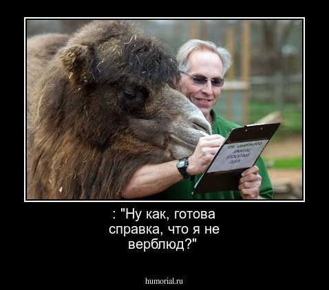 : "Ну как, готова справка, что я не верблюд?"