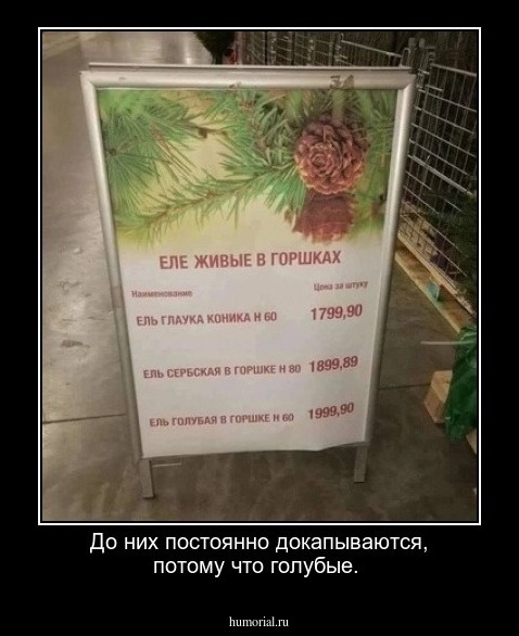 До них постоянно докапываются, потому что  голубые.