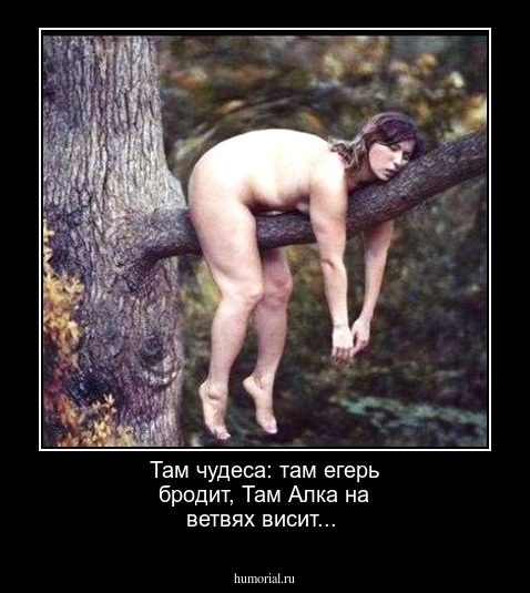  Там чудеса: там егерь бродит, Там Алка на ветвях висит...