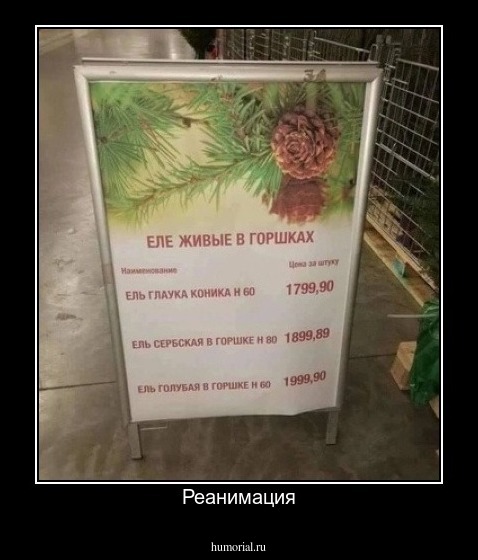 Реанимация