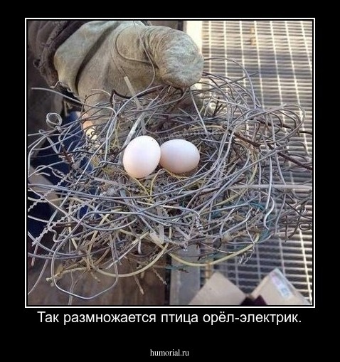 Так размножается птица орёл-электрик.