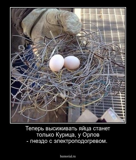 Теперь высиживать яйца станет только Курица, у Орлов - гнездо с электроподогревом.