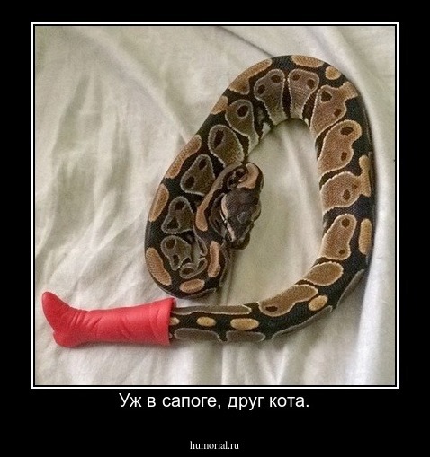 Уж в сапоге, друг кота.