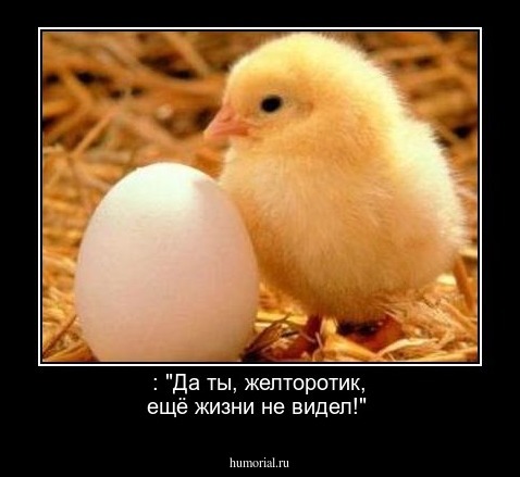  : "Да ты, желторотик, ещё жизни не видел!"
