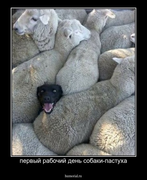 первый рабочий день собаки-пастуха