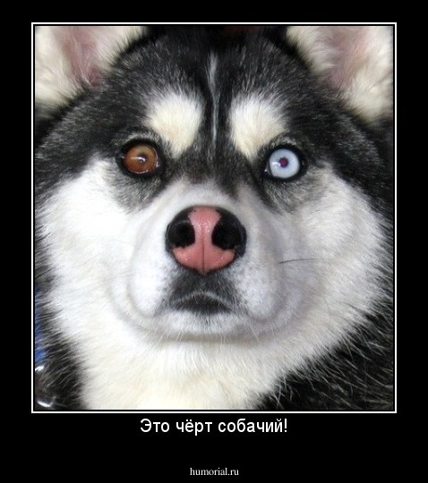 Это чёрт собачий!