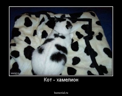 Кот - хамелион