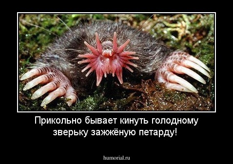 Прикольно бывает кинуть голодному зверьку зажжёную петарду!