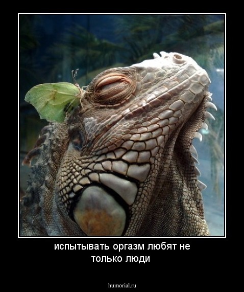 испытывать оргазм любят не только люди
