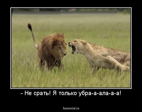 - Не срать! Я только убра-а-ала-а-а!