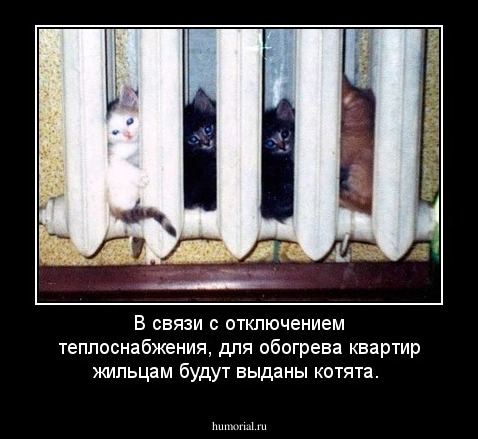 В связи с отключением теплоснабжения, для обогрева квартир жильцам будут выданы котята.