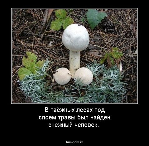 В таёжных лесах под слоем травы был найден снежный человек.