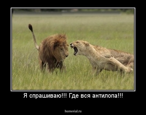 Я спрашиваю!!! Где вся антилопа!!!