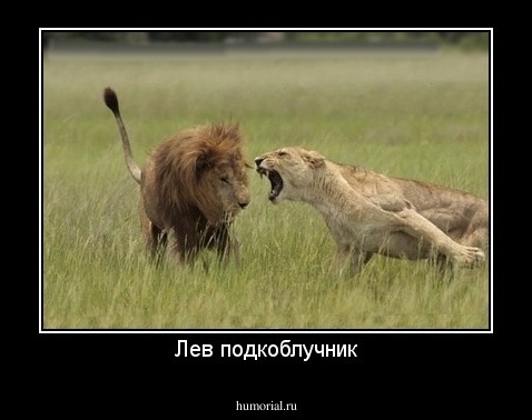Лев подкоблучник