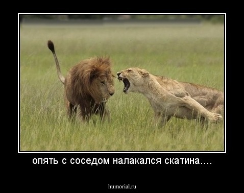 опять с соседом налакался скатина....