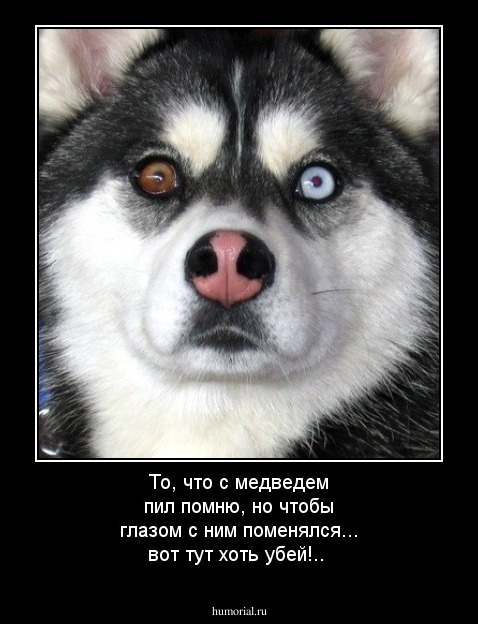 То, что с медведем пил помню, но чтобы глазом с ним поменялся... вот тут хоть убей!..