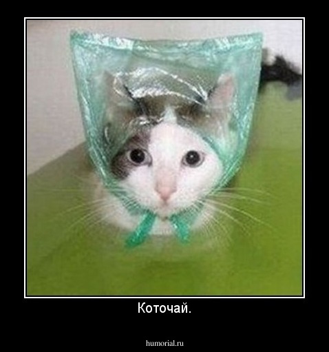 Коточай.