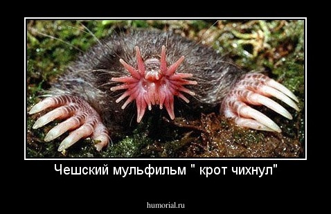 Чешский мульфильм " крот чихнул"