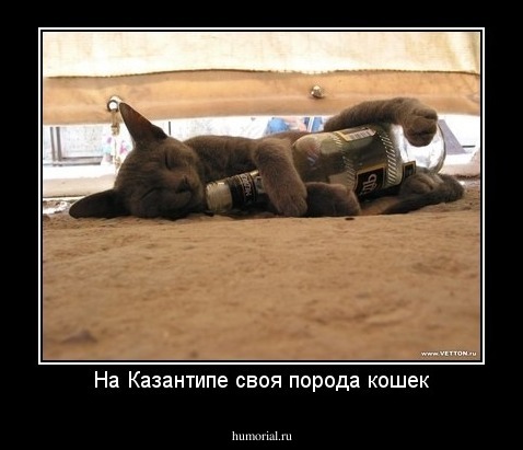 На Казантипе своя порода кошек