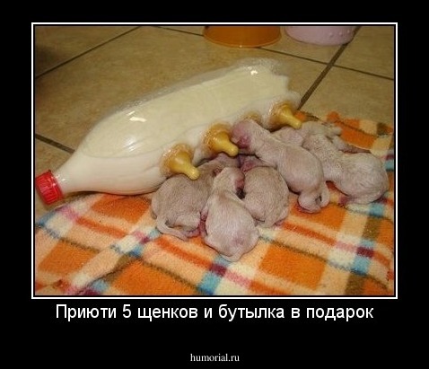 Приюти 5 щенков и бутылка в подарок