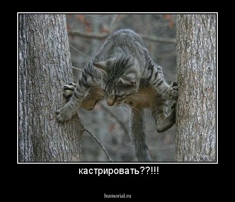  кастрировать??!!!