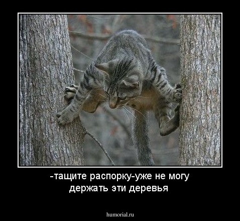 -тащите распорку-уже не могу держать эти деревья