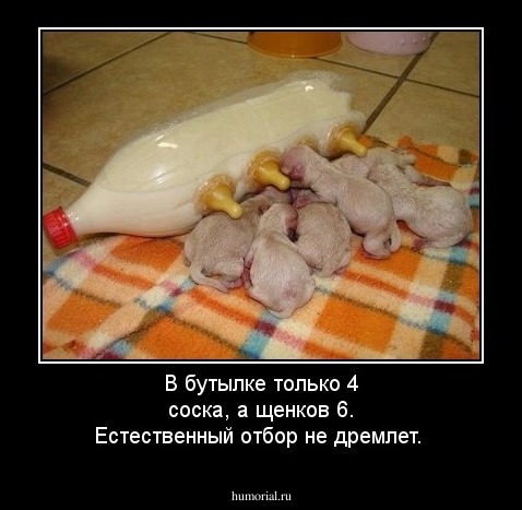 В бутылке только 4 соска, а щенков 6. Естественный отбор не дремлет.
