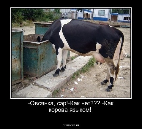 -Овсянка, сэр!-Как нет??? -Как корова языком!