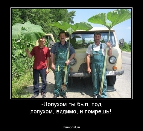 -Лопухом ты был, под лопухом, видимо, и помрешь!