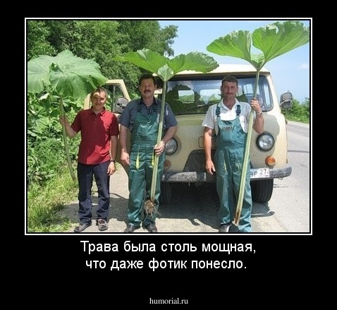 Трава была столь мощная, что даже фотик понесло.