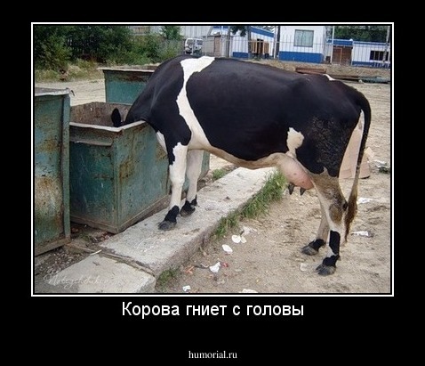 Корова гниет с головы