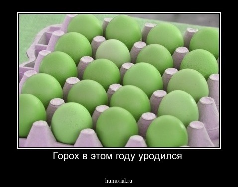 Горох в этом году уродился 