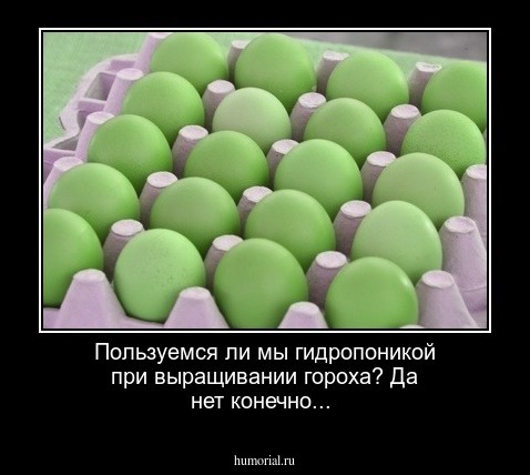 Пользуемся ли мы гидропоникой при выращивании гороха? Да нет конечно...