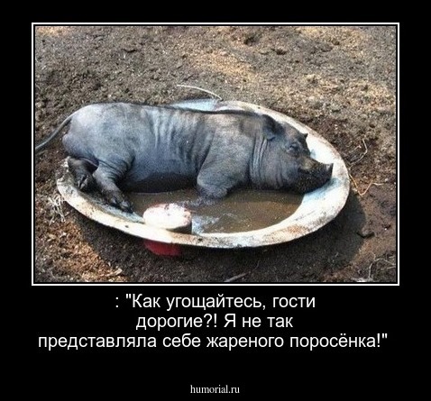  : "Как угощайтесь, гости дорогие?! Я не так представляла себе жареного поросёнка!"