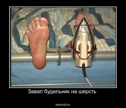 Завел будильник на шерсть 