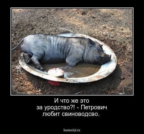 И что же это за уродство?! - Петрович любит свиноводсво.