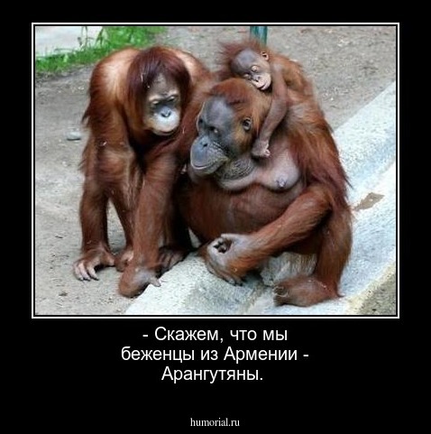 - Скажем, что мы беженцы из Армении - Арангутяны.