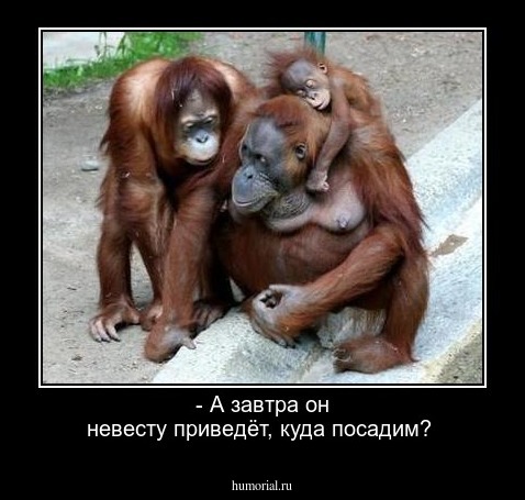 - А завтра он невесту приведёт, куда посадим?