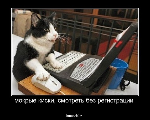 мокрые киски, смотреть без регистрации 