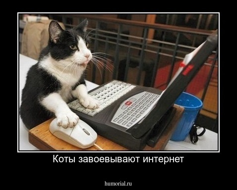 Коты завоевывают интернет