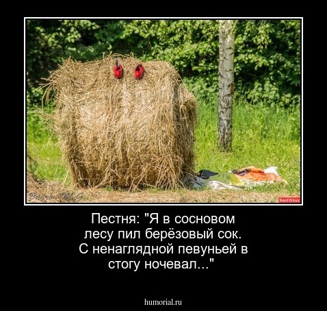  Пестня: "Я в сосновом лесу пил берёзовый сок. С ненаглядной певуньей в стогу ночевал..."