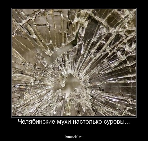 Челябинские мухи настолько суровы...