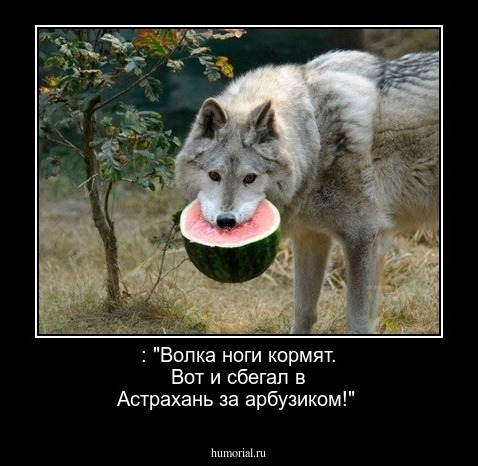  : "Волка ноги кормят. Вот и сбегал в Астрахань за арбузиком!"