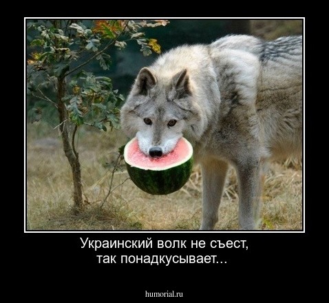 Украинский волк не съест, так понадкусывает...
