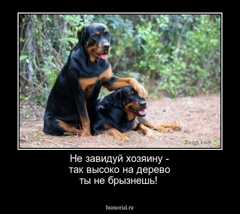 Не завидуй хозяину - так высоко на дерево ты не брызнешь!