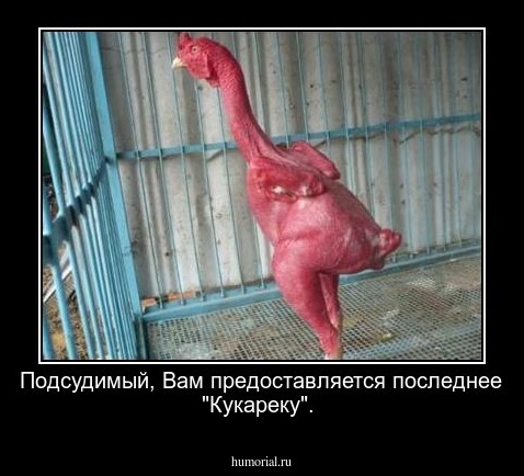 Подсудимый, Вам предоставляется последнее "Кукареку".