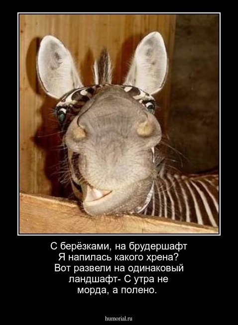  С берёзками, на брудершафт
 Я напилась какого хрена?
 Вот развели на одинаковый ландшафт-
 С утра не морда, а полено.