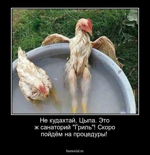 Не кудахтай, Цыпа.  Это ж санаторий  "Гриль"! Скоро пойдём на процедуры!